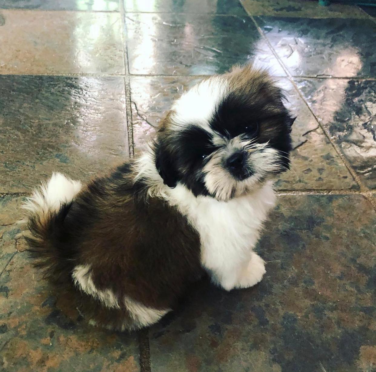 Pearl, 11-week-old female Shih Tzus puppy